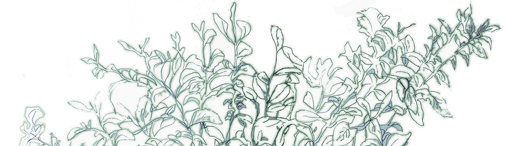 dessin de feuilles au crayon par céleste